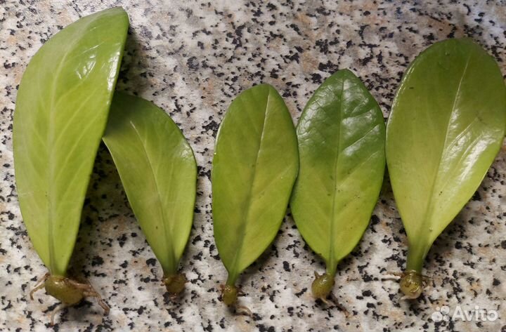 Долоровое дерево Замиокулькас