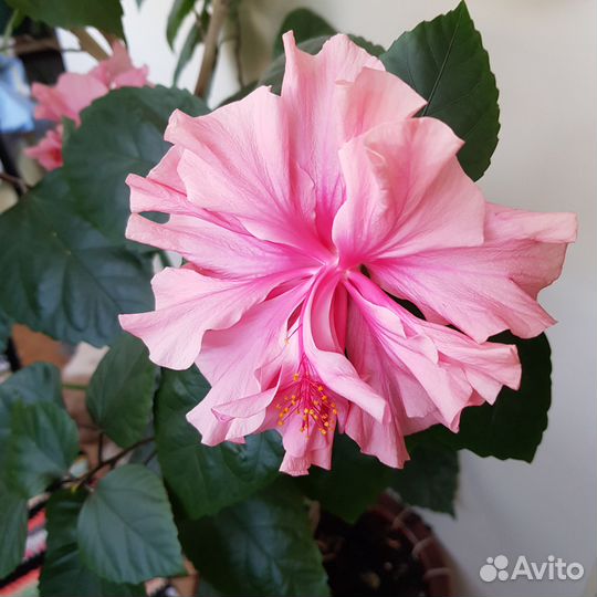 Дерево китайская роза