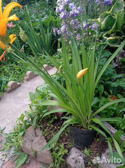 Лилейник, аквилегия