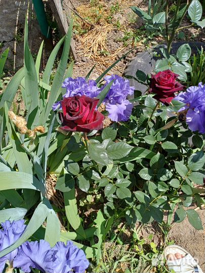 Продам цветы домашние