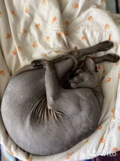 Канадский сфинкс