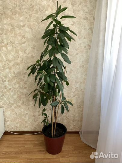 Фикус
