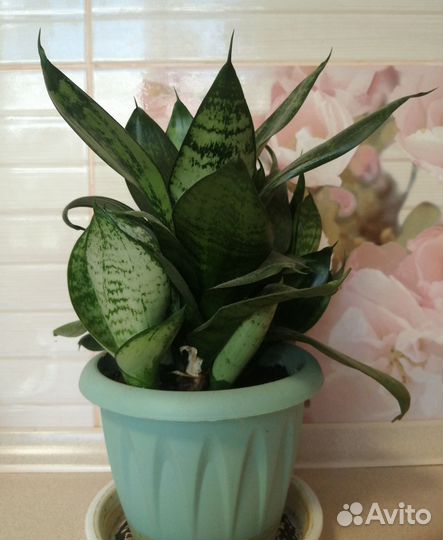 Сансевиерия ханни