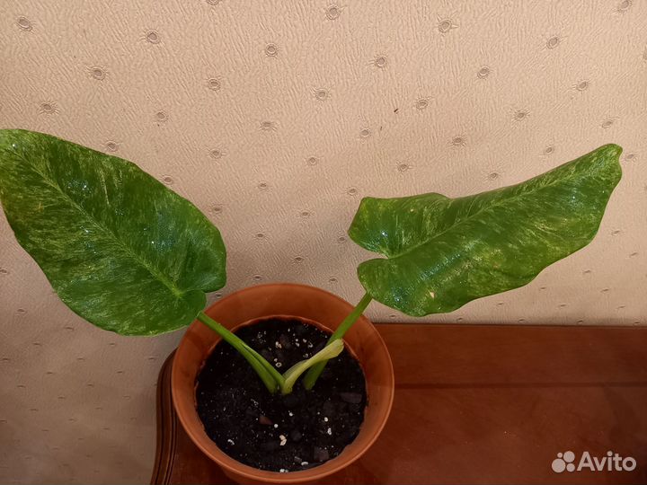 Филодундрон Гигантум, Вайт Кнайт, Хойя