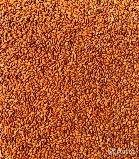 Семена элитные Кресс салат сорт Весенний