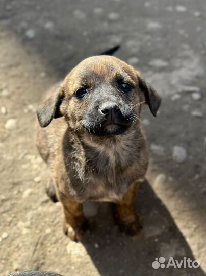 Милые, доверчивые щенки добрым людям