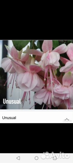 Фуксия сортовая юнусуаль