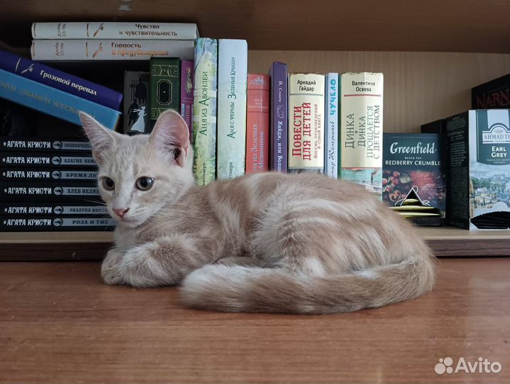 Котёнок 3 мес