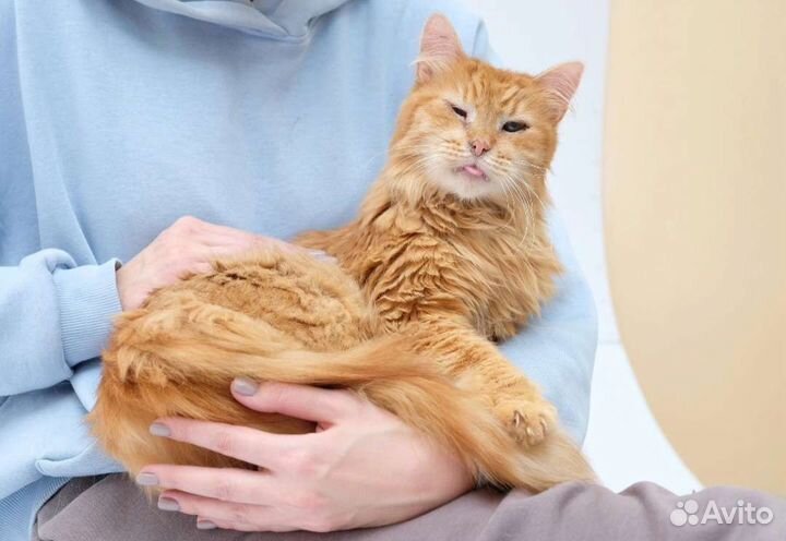 Кот в сапогах