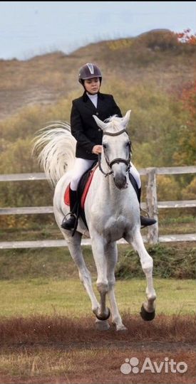 Жеребец орловский рысак