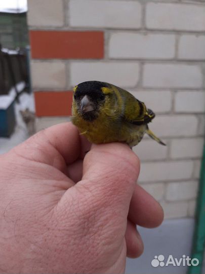 Певчая лесная птица