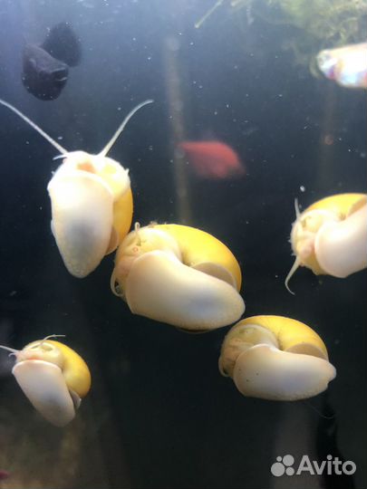 Улитки,аквариумные ампулярии