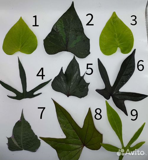 Ипомея батат более 20 сортов