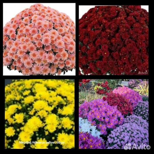 Рассада хризантемы мультифлора