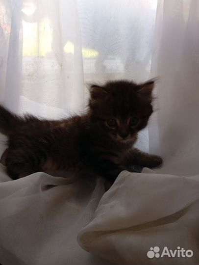 Отдам котят