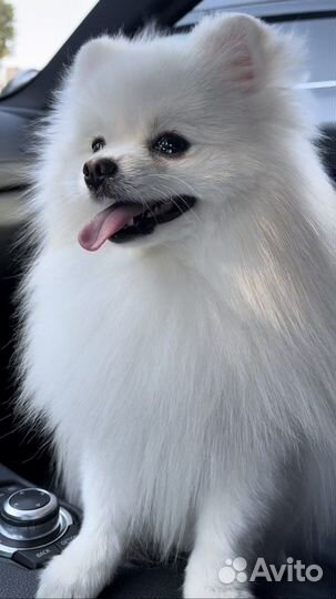 Померанский шпиц вязка кобель