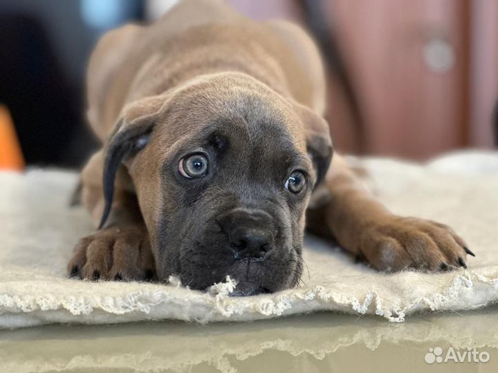 Щенки Кане Корсо