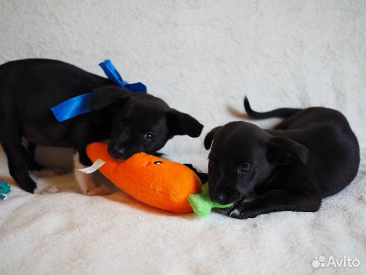 Щенки от маленькой собачки бесплатно