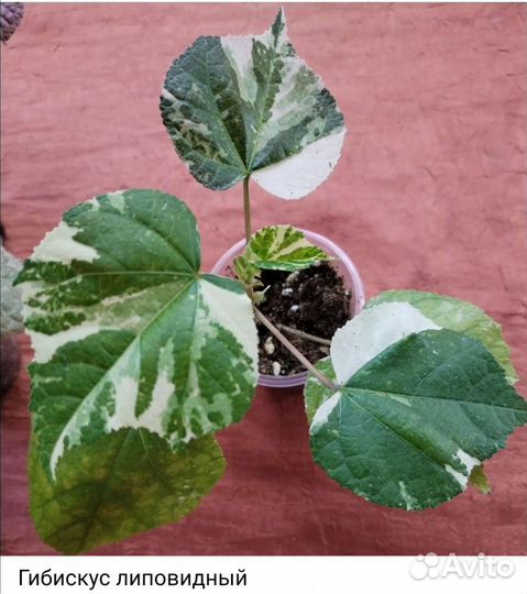 Комнатные растения