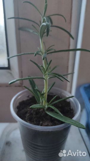 Розмарин крымский, саженцы кустовой