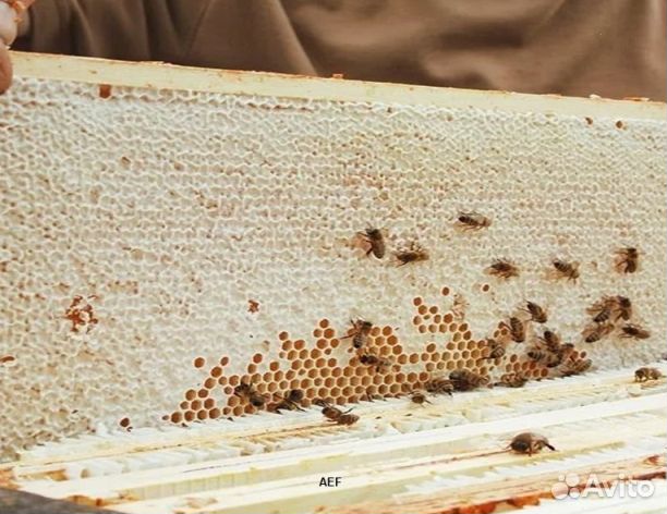 Мёд 2024 года натуральный опт