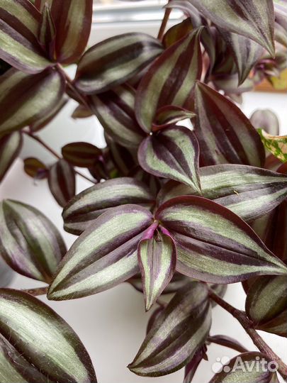 Традесканция зебрина