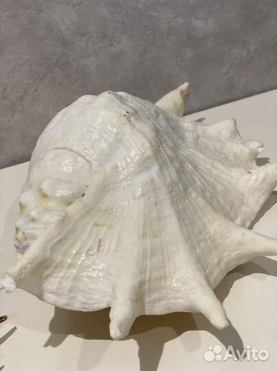 Морские ракушки раковины