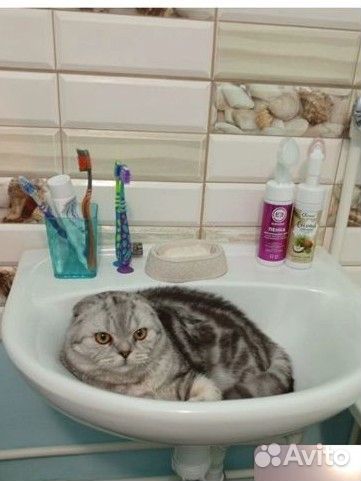 Вислоухий кот