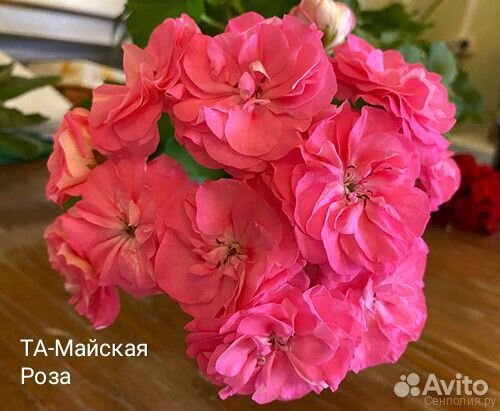 Пеларгония герань та-Майская Роза