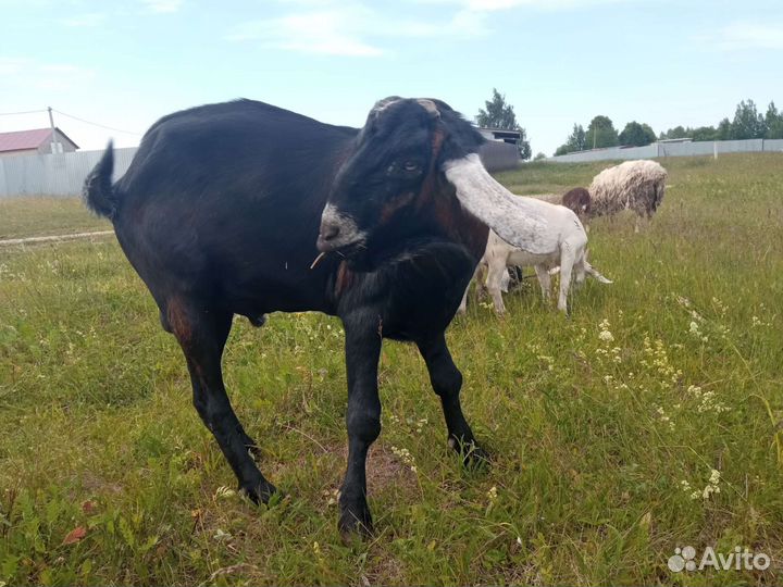 Англо нубийский козел