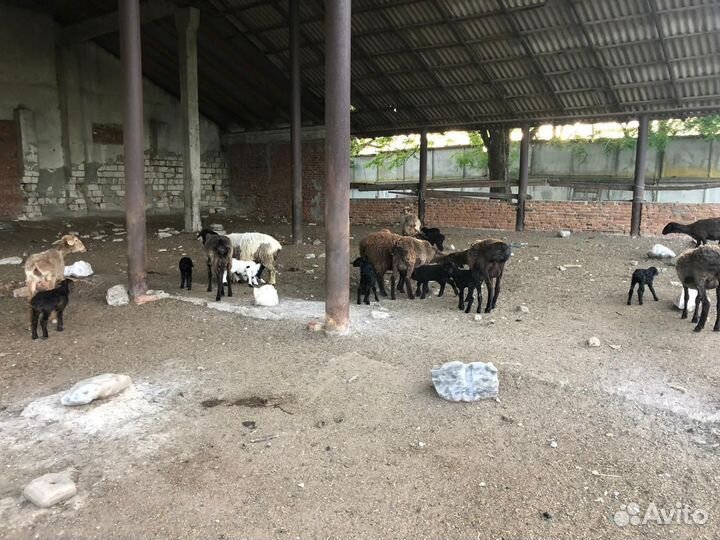 Овцы бараны ягнята