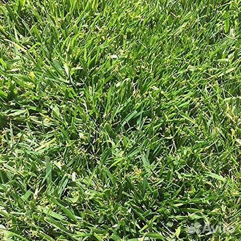 Семена Канадского газона. Производство США