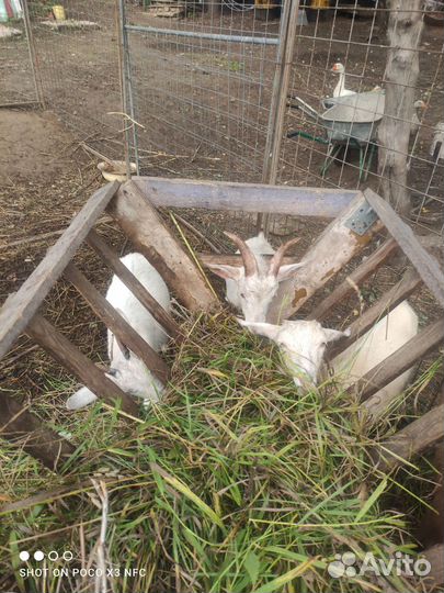 Козы, козлик