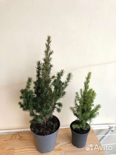 Ель Коника 25 см и 40 см