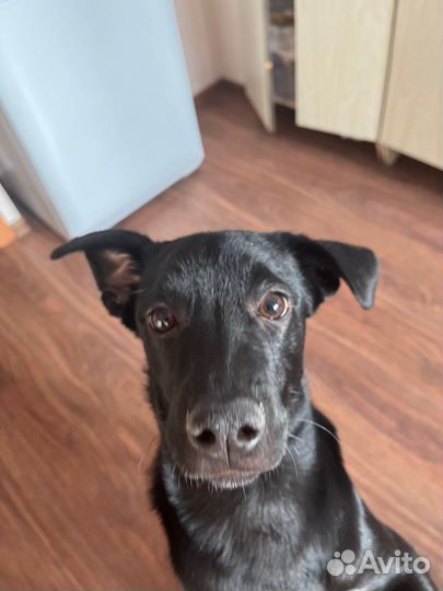 Метис лабрадора