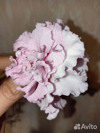 Фиалка дэо-Королева Елизавета