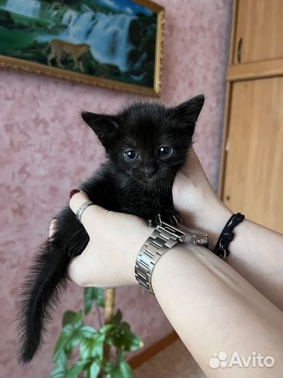 Кошечка в добрые руки