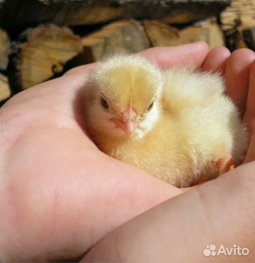 Суточныей бойлер кобб 500 И росс 308