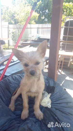 Йоркширский терьер мини