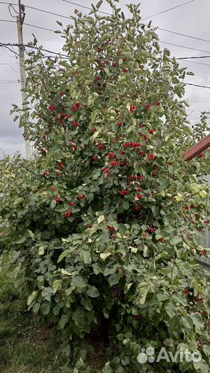 Боярышник плоды