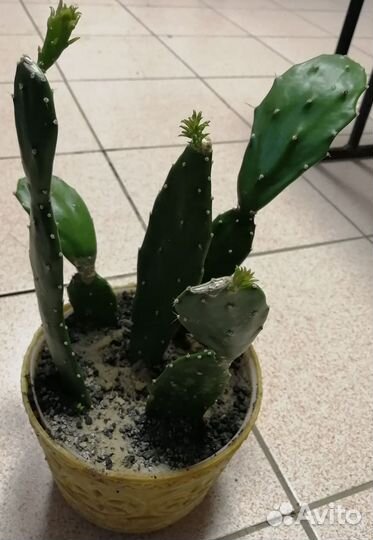 Кактус опунция