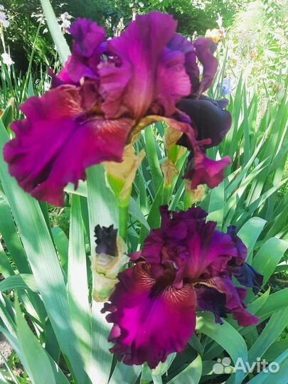 Ирисы сортовые