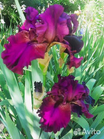 Ирисы сортовые