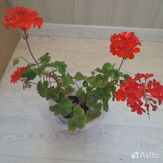 Герань сортовая