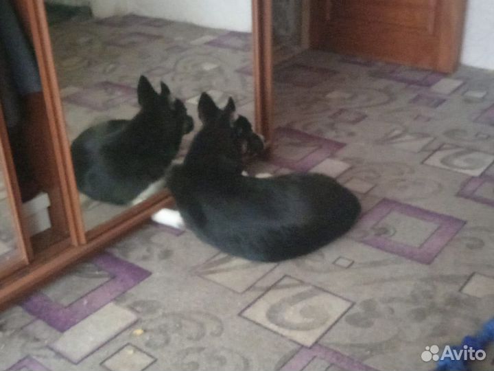 Сибирский хаски вязка