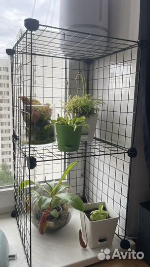 Росянка капская