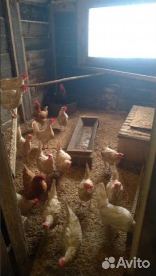 Яйцо куриное домашнее