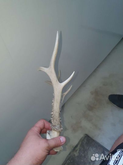 Рога косули