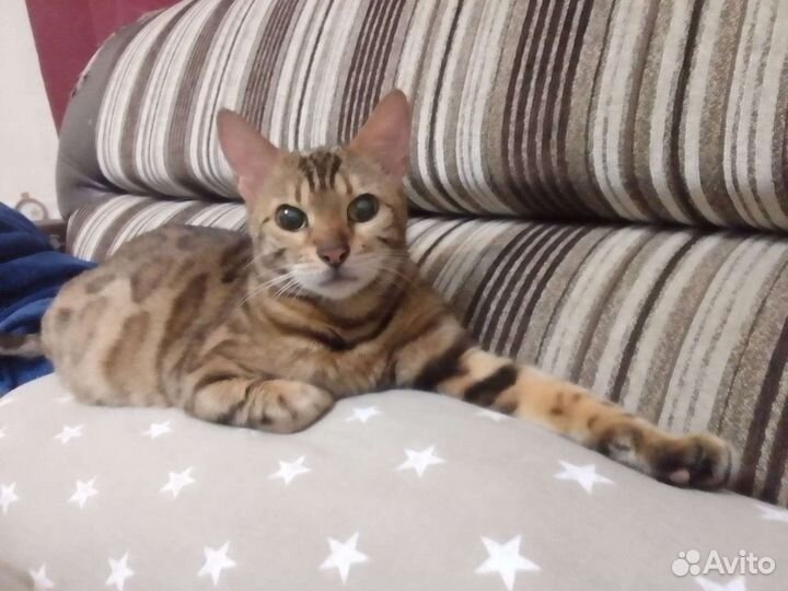 Бенгальская кошка в добрые руки