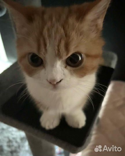 Кот смешной